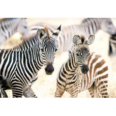 Пазлы Добрые Зебры 1000 элементов фото