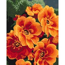 Картина по номерам "Примула оранжевая"